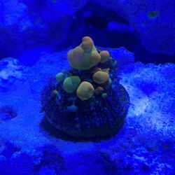 OG Bounce Mushroom Coral 