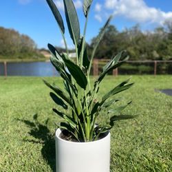 Pink Bird Of Paradise Plant Big Size( Pot Not Included)