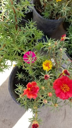 Moss Rose Portulaca Plant