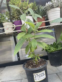 Avocado Plants