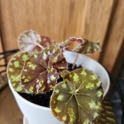 Begonia Bowerae (Cream Pot-C)