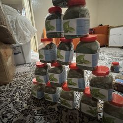 شبد ونعنا وطنی قوطی 