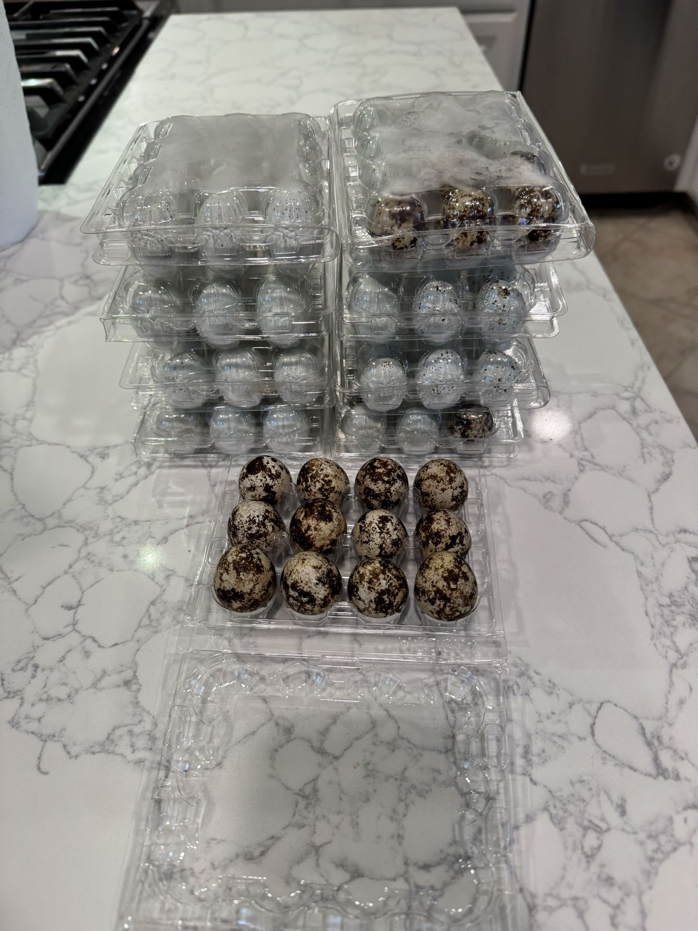 Fresh Quail Eggs