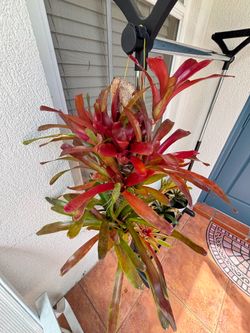 Fireball bromeliad on driftwood