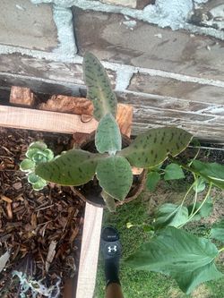 Donkey ear plants