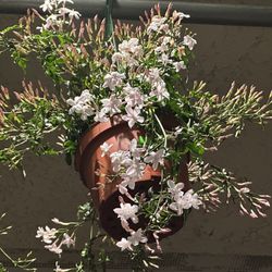 Pink Jasmine Sweet Fragrance Hoa Lài Hồng Thơm