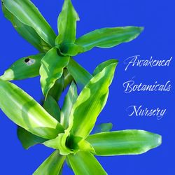 Callisia Fragrans (Basket Plant) - 3-Gallon Pot