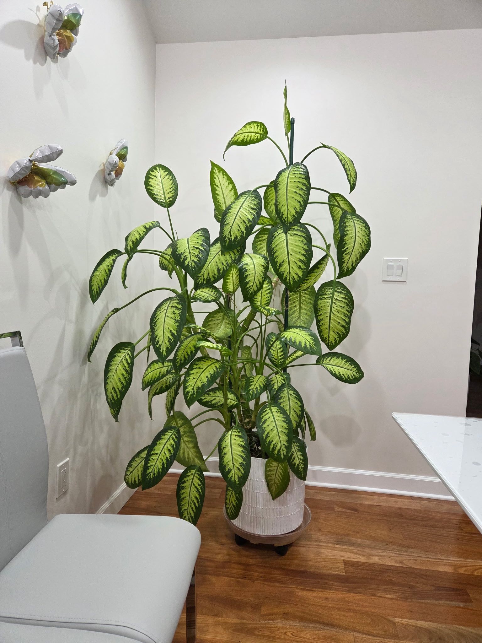 Dieffenbachia