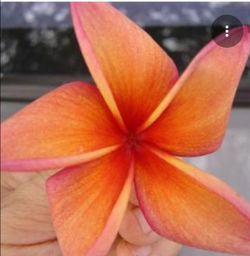 Rare Orange plumerua clipping