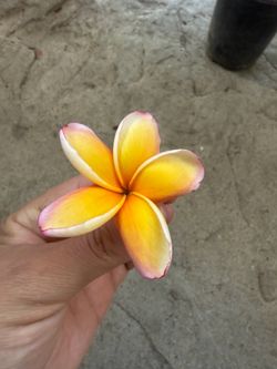 Plumeria