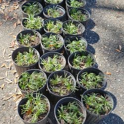 Miniature Boarder Grass