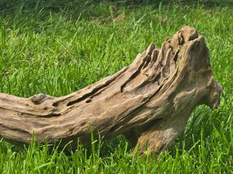 Artistic 'Impala Horn' Driftwood – Natural Corkscrew Spiral Sculpture