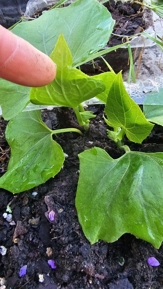 Chayote Tropical Zucchini Plant