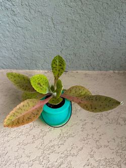 Kalanchoe  Gastonis  plant