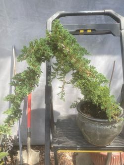 $120 each Bonsai Miyagi style Japanese gardening, juniper $120 each