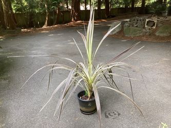 Cordyline 'Electric Flash'