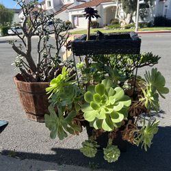 Beautiful Outdoor Potted Mature succulents