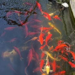 1200+ Gallons Koi Pond And All Accessories 