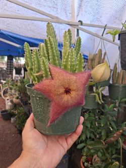 Stapelia Succulent Plant in Bloom $20
