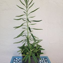 Mother Of Thousand Plant 