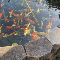 Koi Decorations 