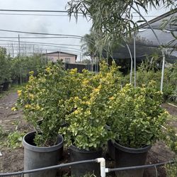 Closing Soon 75% Off Plants 
