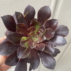 Planta Koreana Succulenta, En Maceta De 4 Pulgadas Pick Up Only