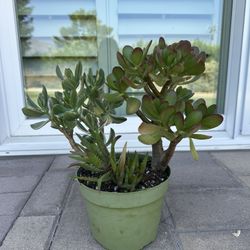 Succulent Arrangement 