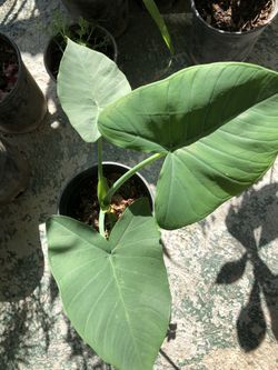 Planta oreja de elefante