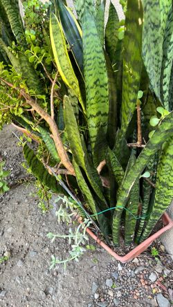 Snake plant