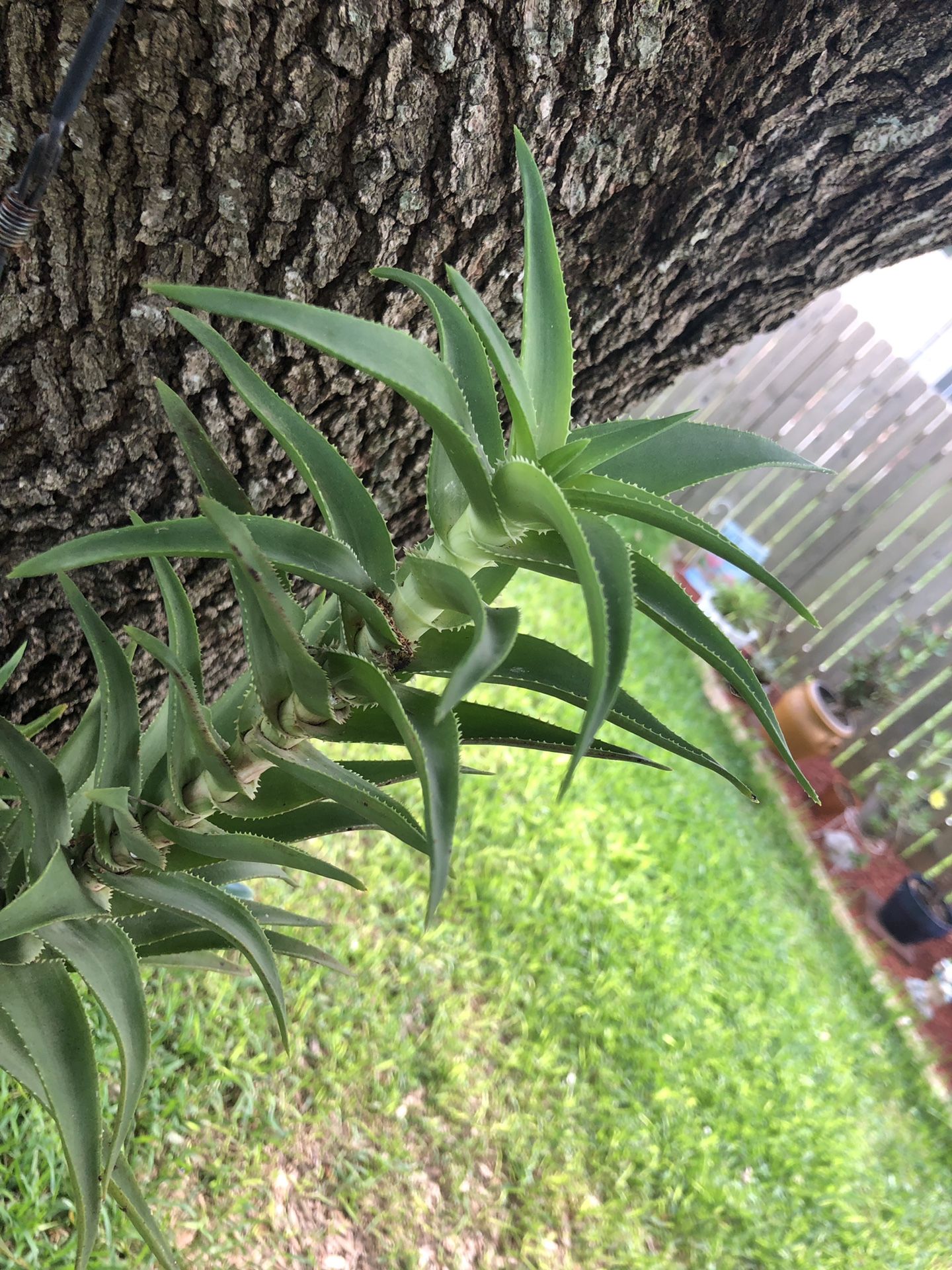 Aloe plant on a 7 inch flower pot $12