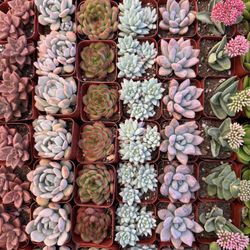 Lovely 2” Succulents 