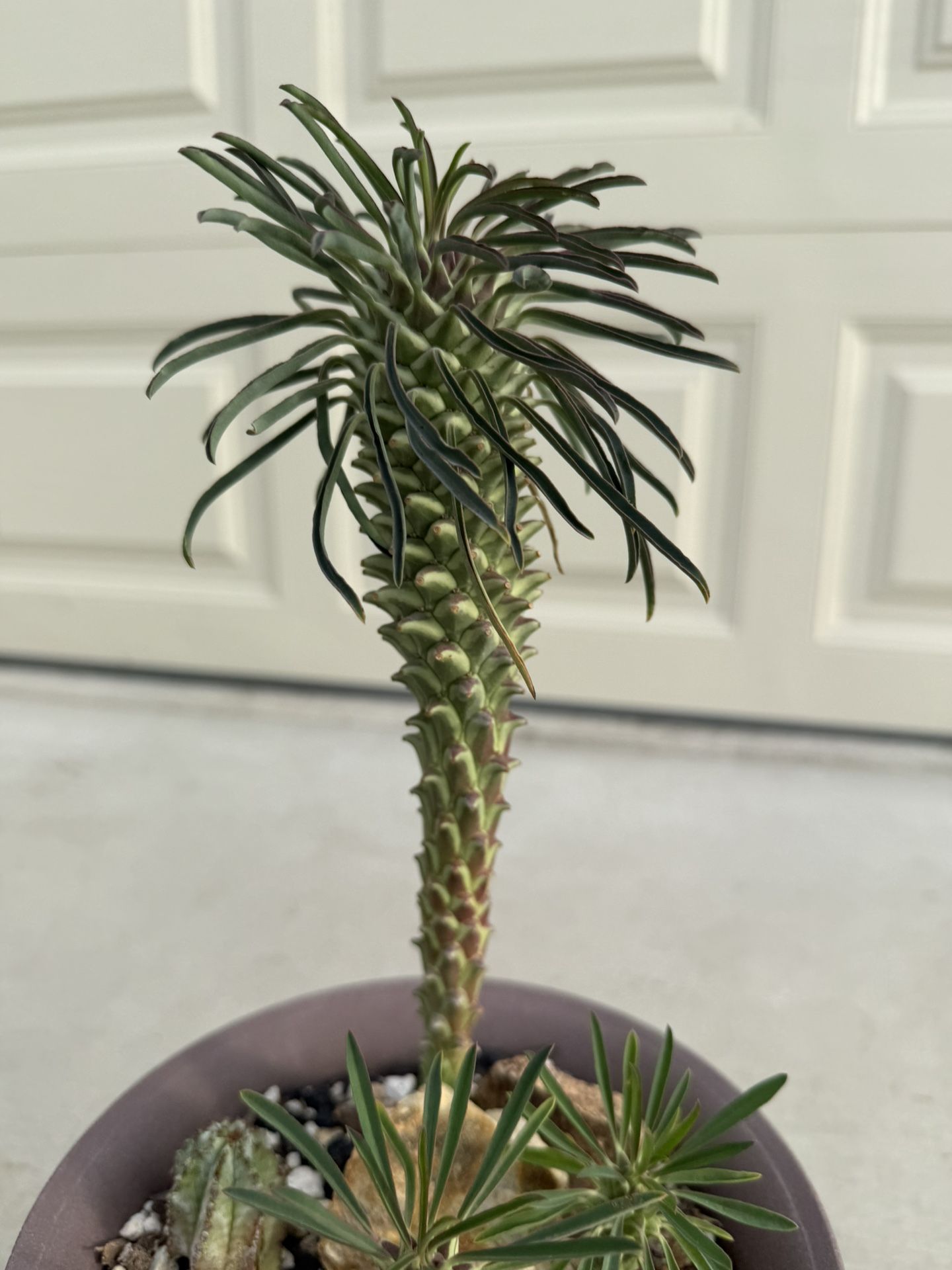 Euphorbia clandestina Succulent
