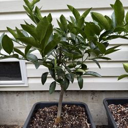 Citrus Trees (Multiple Varieties)