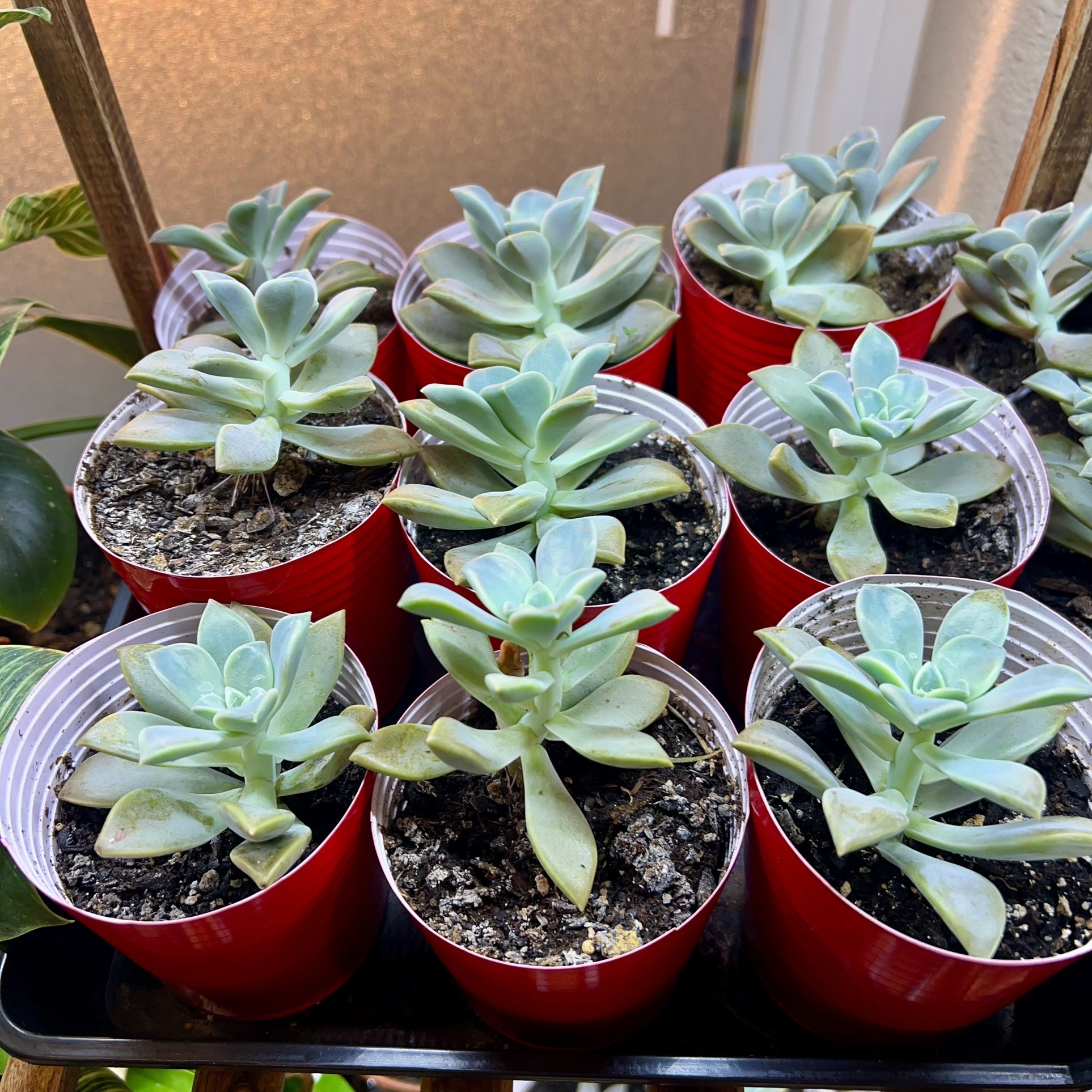 SUCCULENTS Live Plants - Jade, Aloe Vera, Echeveria, Snake Plant, Houseplants
