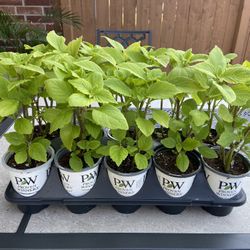 Large Lime Green Coleus Plants