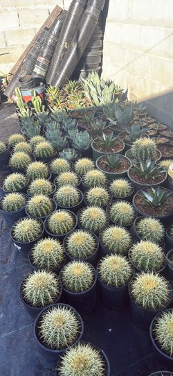 Golden Barrels And Agaves