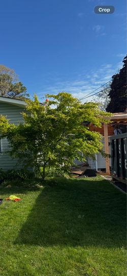 Maple tree