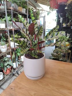  Indoor Plants 