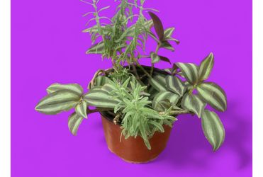 Purple and stripes lives plant