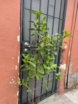 Guallabo