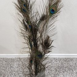 Peacock Feathers $10 for ALL