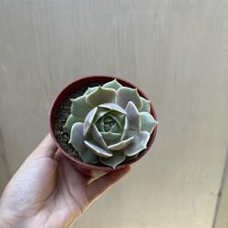 4” Echeveria Lola