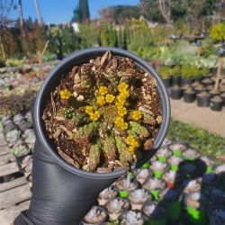 Succulents 