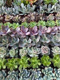 Premium 2 inch Succulents