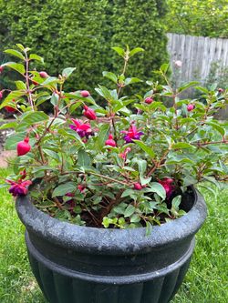 Fuchsia