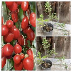 Thornless Goji Berry Live Plant 1 Gallon Pot