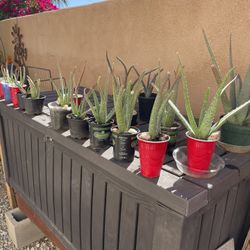 Aloe Vera. 