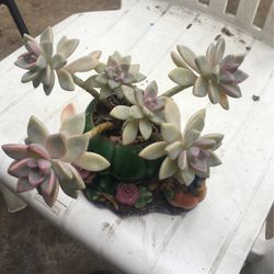 Succulents In Ceramic Pot