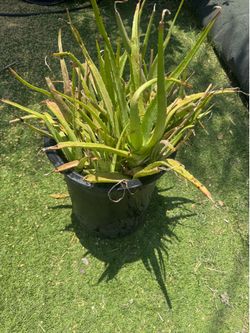15 gallon aloe vera healthy plant for skin juice